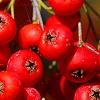 Pyracantha koidzumii 'Victory', fruit