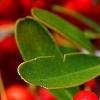 Pyracantha koidzumii 'Victory', fruit