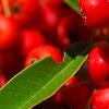 Pyracantha koidzumii 'Victory', fruit