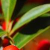 Pyracantha koidzumii 'Victory', fruit