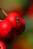 Pyracantha koidzumii 'Victory', fruit