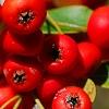 Pyracantha koidzumii 'Victory', fruit