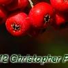 Pyracantha koidzumii 'Victory', fruit