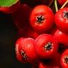 Pyracantha koidzumii 'Victory', fruit