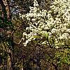 Pyrus phaeocarpa, habit