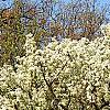 Pyrus phaeocarpa, habit