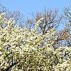 Pyrus phaeocarpa, habit