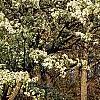 Pyrus phaeocarpa, habit