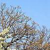 Pyrus phaeocarpa, habit