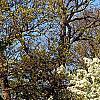 Pyrus phaeocarpa, habit