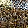 Pyrus phaeocarpa, habit