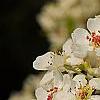 Pyrus phaeocarpa, flowers