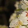Pyrus phaeocarpa, flowers