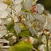 Pyrus phaeocarpa, flowers