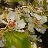 Pyrus phaeocarpa, flowers