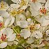 Pyrus phaeocarpa, flowers