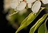 Pyrus phaeocarpa, flowers