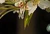 Pyrus phaeocarpa, flowers