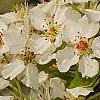 Pyrus phaeocarpa, flowers