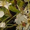 Pyrus phaeocarpa, flowers