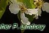 Pyrus phaeocarpa, flowers