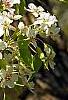 Pyrus phaeocarpa, flowers