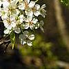 Pyrus phaeocarpa, flowers