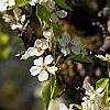 Pyrus phaeocarpa, flowers