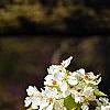 Pyrus phaeocarpa, flowers