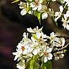 Pyrus phaeocarpa, flowers