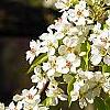 Pyrus phaeocarpa, flowers