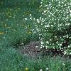 Rhodotypos scandens, habit