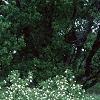 Rhodotypos scandens, habit