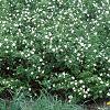 Rhodotypos scandens, habit