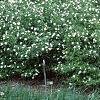 Rhodotypos scandens, habit