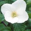 Rhodotypos scandens, flowers