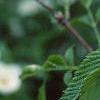 Rhodotypos scandens, flowers