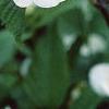 Rhodotypos scandens, flowers