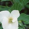 Rhodotypos scandens, flowers