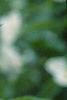 Rhodotypos scandens, flowers