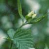 Rhodotypos scandens, flowers