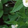 Rhodotypos scandens, flowers