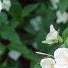 Rhodotypos scandens, flowers
