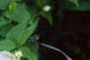 Rhodotypos scandens, flowers