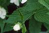 Rhodotypos scandens, flowers