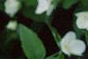 Rhodotypos scandens, flowers