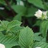 Rhodotypos scandens, flowers