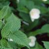 Rhodotypos scandens, flowers