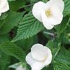 Rhodotypos scandens, flowers