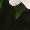 Rhodotypos scandens, flowers